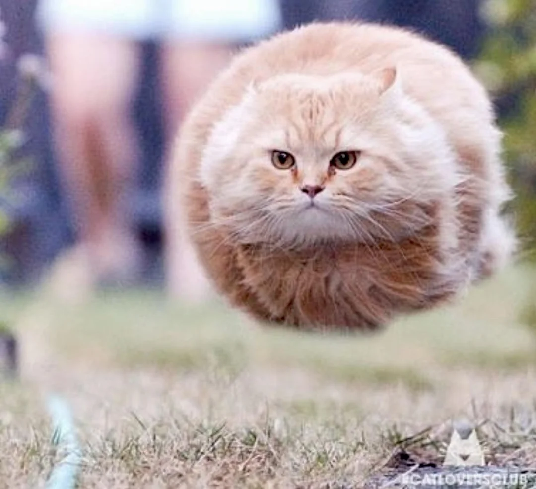 Cat Orb