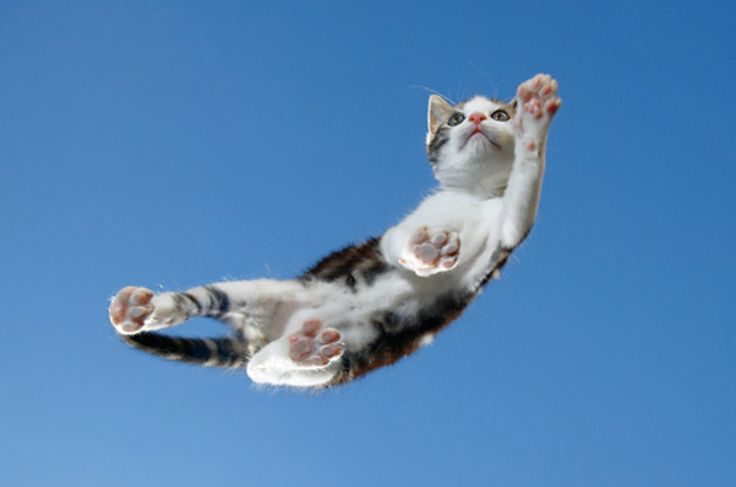 Air Kitty