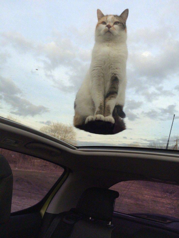 Hover Cat